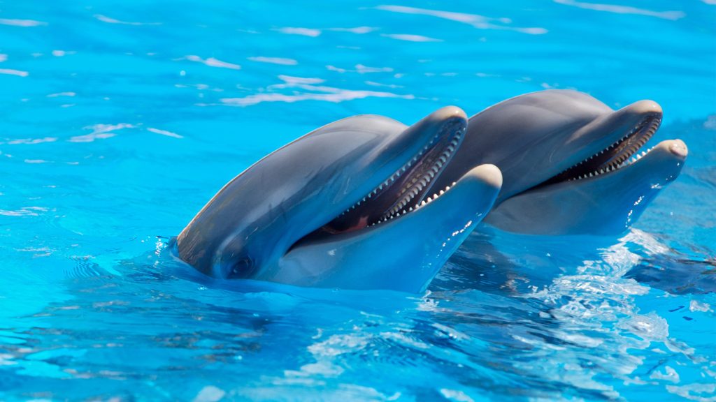 Dolphins in Playa del Carmen-Recreational activity